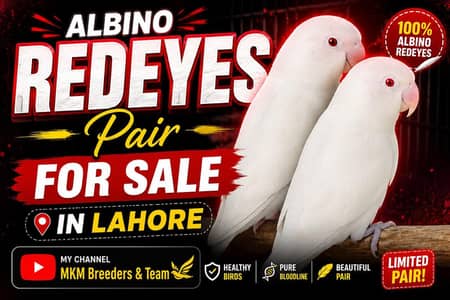 Albino REd eyes