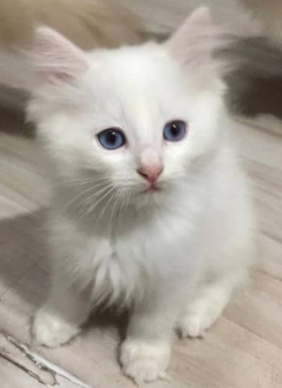 Persian kitten