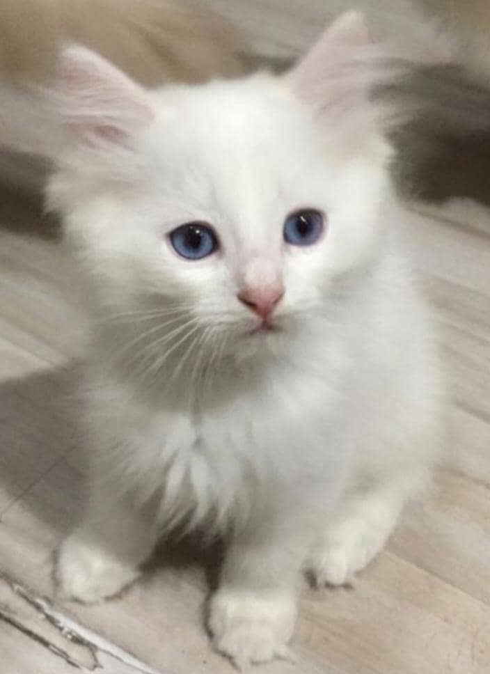 Persian kitten 0