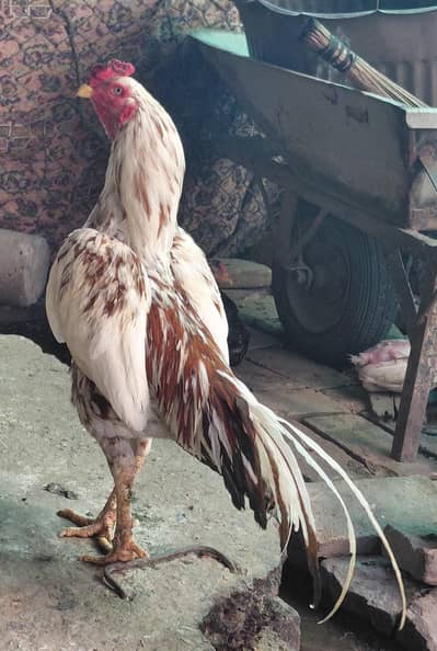 Mianwali Cheena aseel for sale