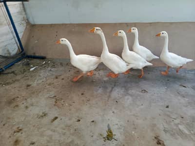White goose
