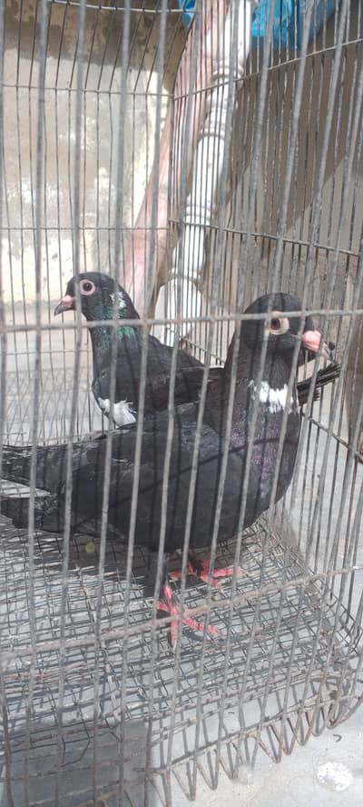 Menadag pair gandedar