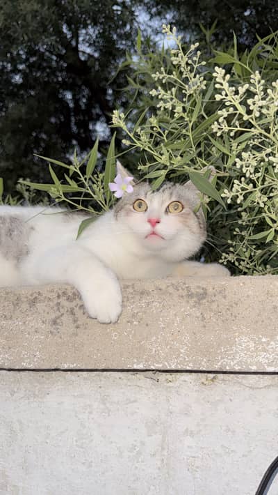 Semi Persian cat