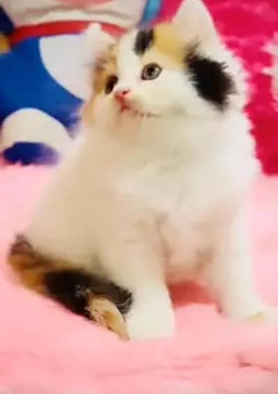 (Persian female kitten) (for sale all) (Pakistan delivery available)