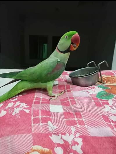 raw parrot male
