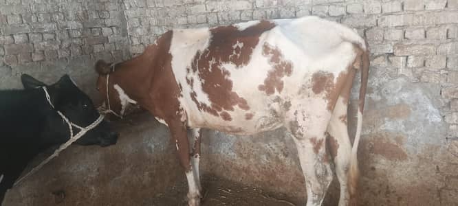 red frision healthy cow 03006109886