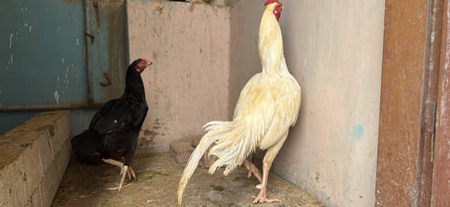 All for 20k 1 heera murga 2 aseel kurak murgi 2 desi murgi