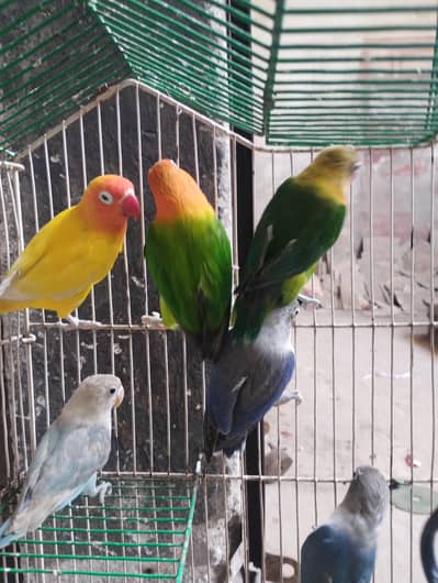 Love bird parrot