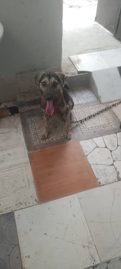 German shepherd cross dog