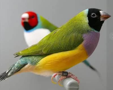 Gouldian finches all colors |Colorful finches|All mutations|chicks