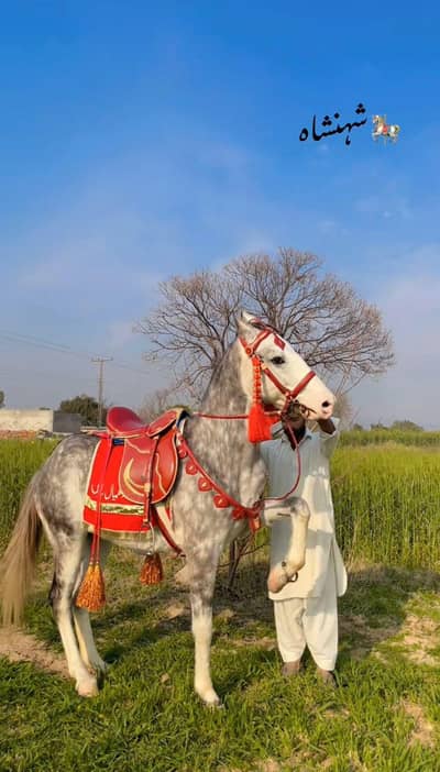 Ghora For Sale Exchange Possible