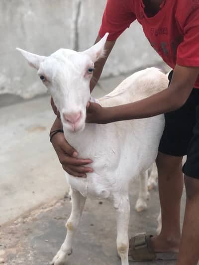 Gulabi Teddy Bakri