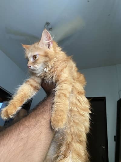 Kitten available pure Persian