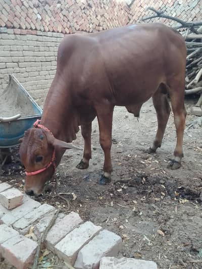 Wacha for sale