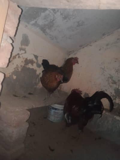 2 desi murgiyan Ande wali