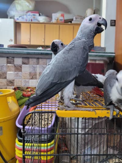 AFRICAN GREY SELF CHICKS FOR SALE