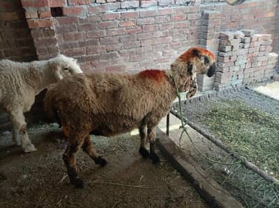 gabban sheep