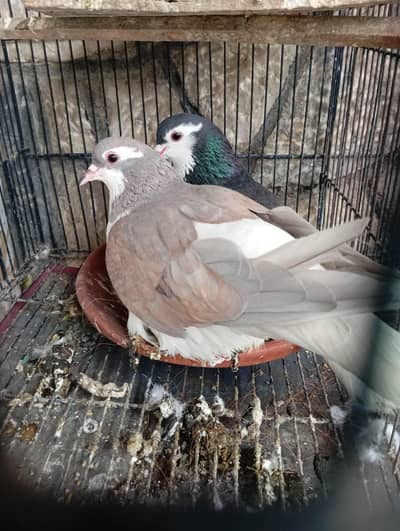 Lahori Sherazi pigeons pairs buy all pairs get discounted price