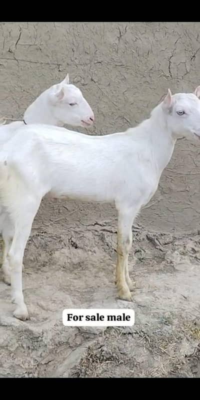 Gulabi teda male jori for sale