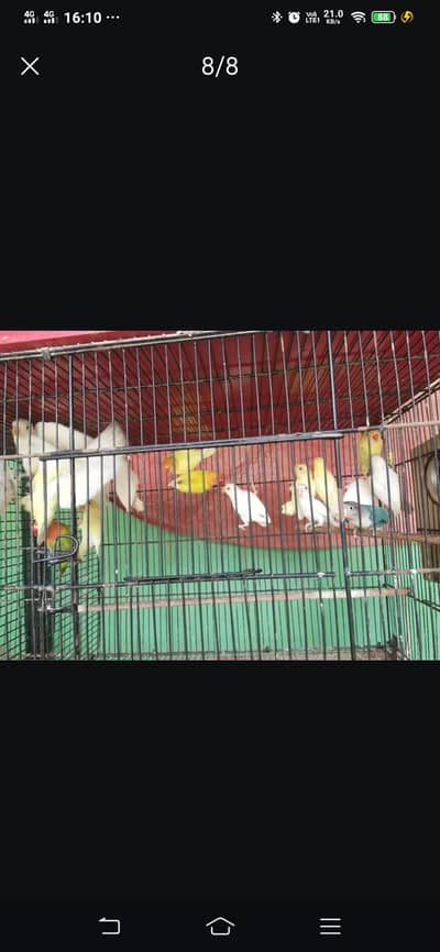 Love Birds
