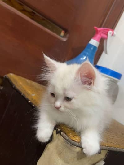 white percian kitten