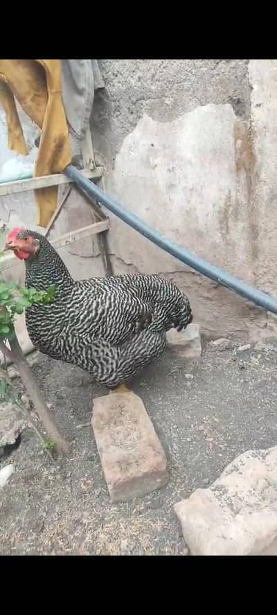 Plymouth fresh fertile eggs