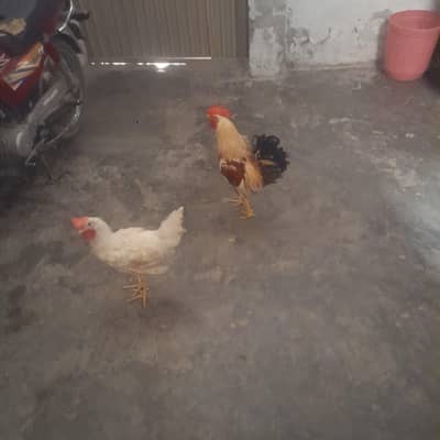 2 desi mughe 4500 price