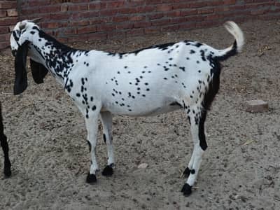pregnant goat for sale