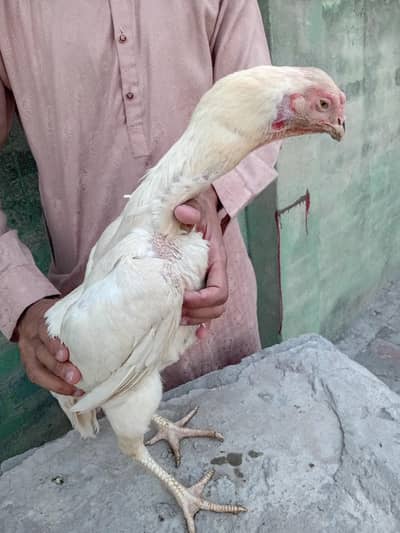 aseel heera female