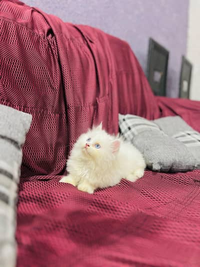 Persian cat for sale MywatsapppNumber 0329-89-46-538