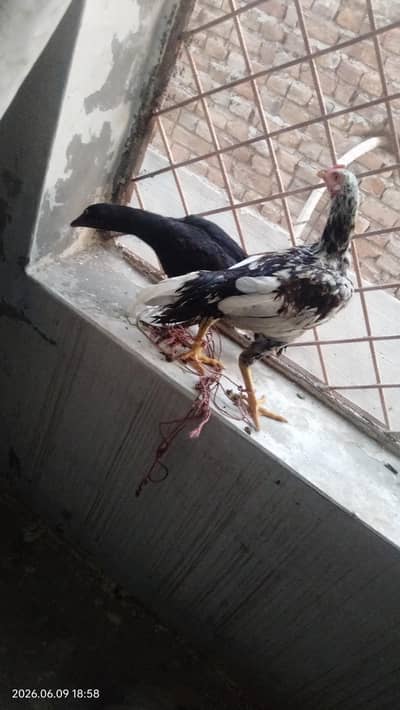 Pure Desi/ Aseel young chicken pair