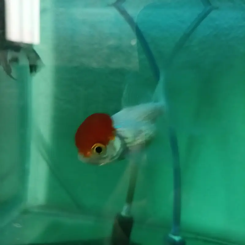 Fish Aquarium — photo 3