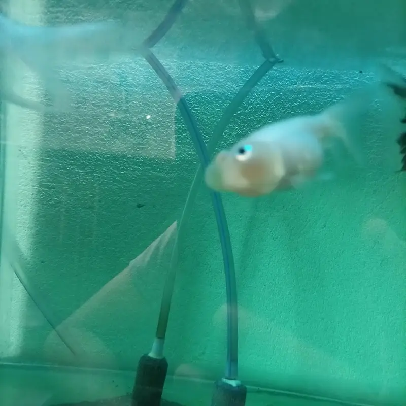 Fish Aquarium — photo 4