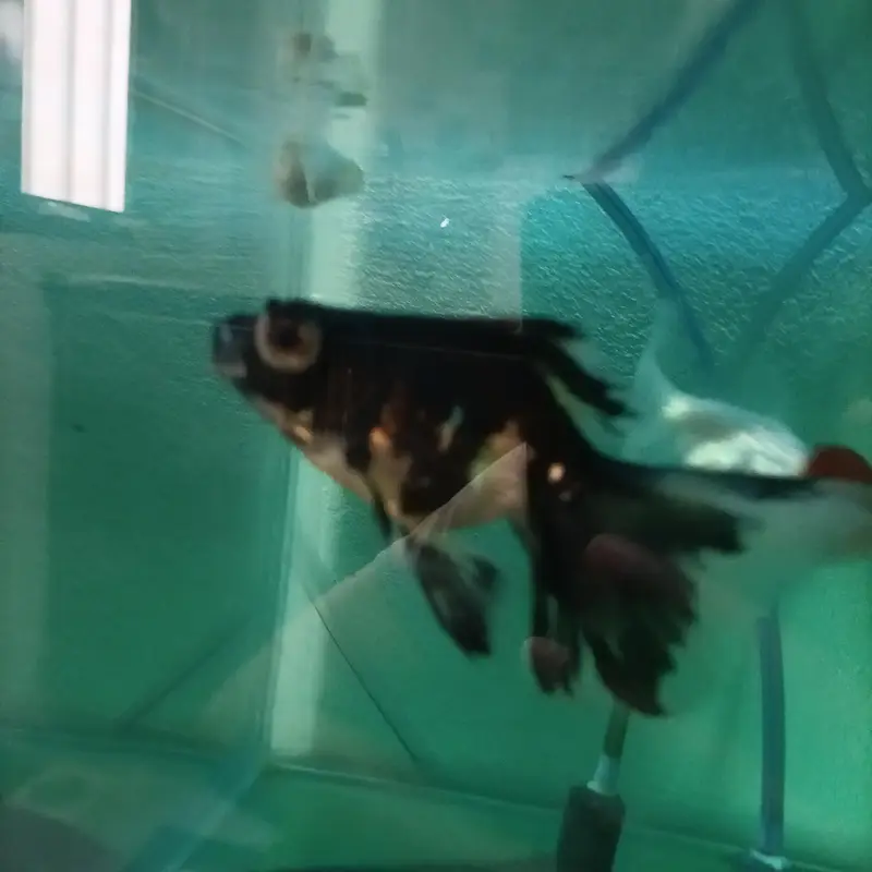 Fish Aquarium — photo 5