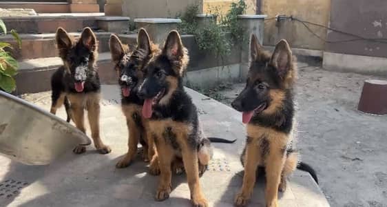 German shepherd long coat female pups