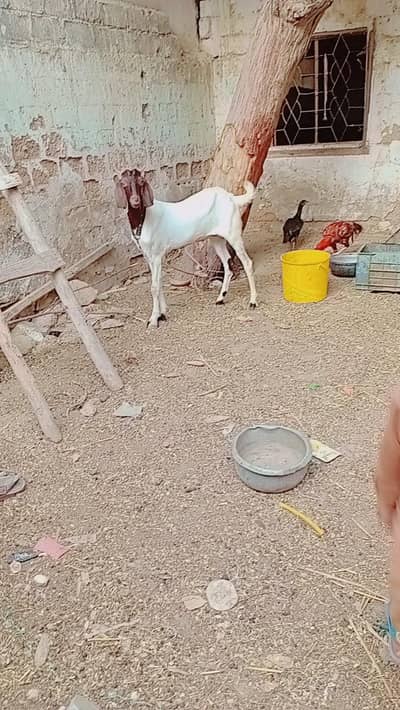 massive bakr 2 dant