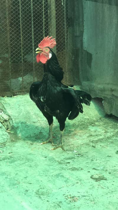 Aseel Bangum male killi taj female for sale