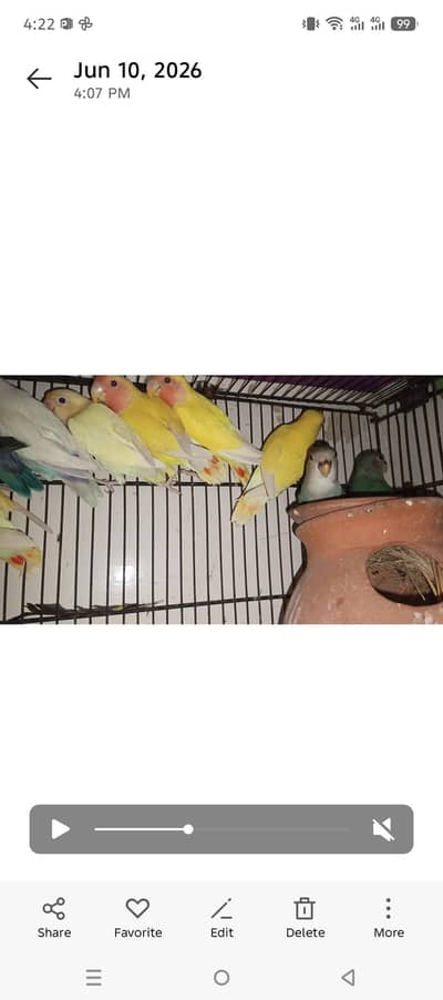 Mix Colors love birds for sale 5 pairs hain total