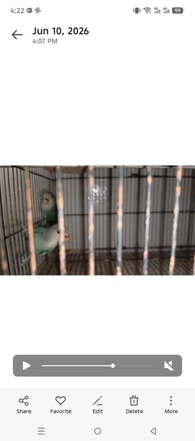 Mix Colors love birds for sale 2 pairs hain total