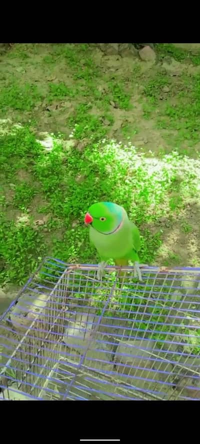 green parrot
