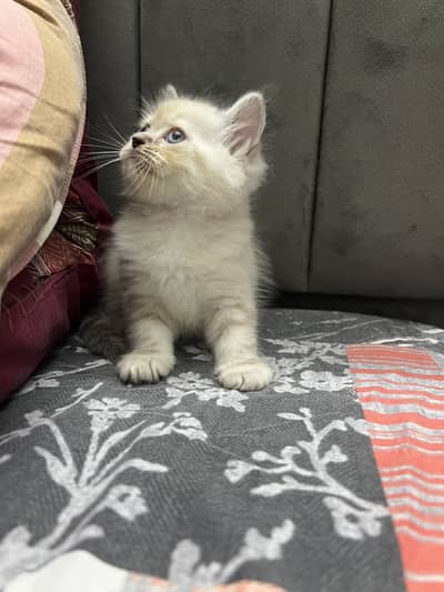Persion Kitten
