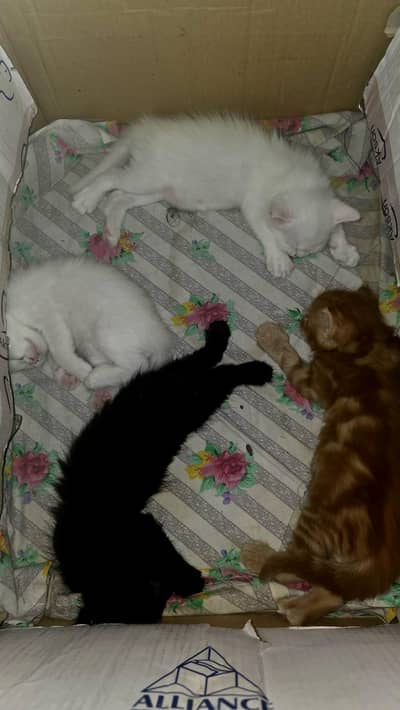 Triple Coated Persian Kittens