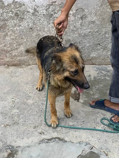 German shepherd Female breeders Dabal Kot