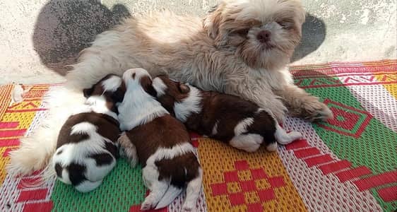 shihtzu confirm breeder pair for sale
