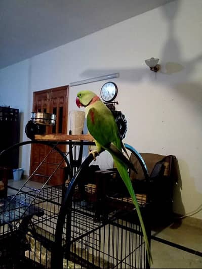 beautiful Raw parrot jumbo size with cage