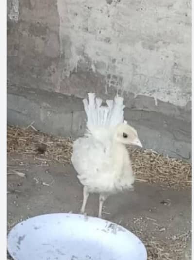 peacock chicks