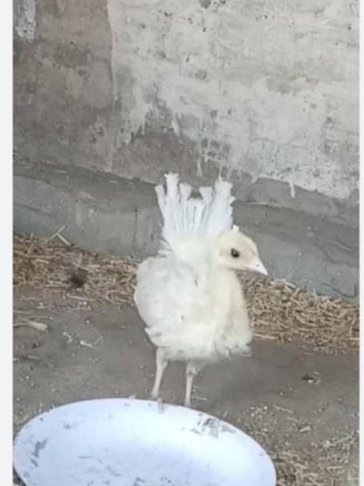 peacock chicks 0