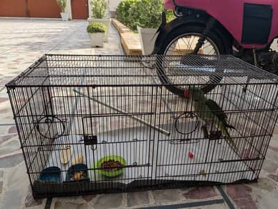 Bird Cage for Sale