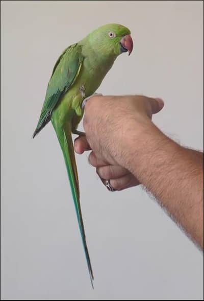 Ring Neck Parrot