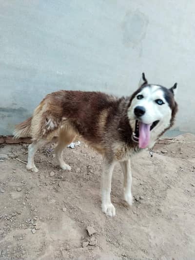 Pure Siberian Husky Male for sale